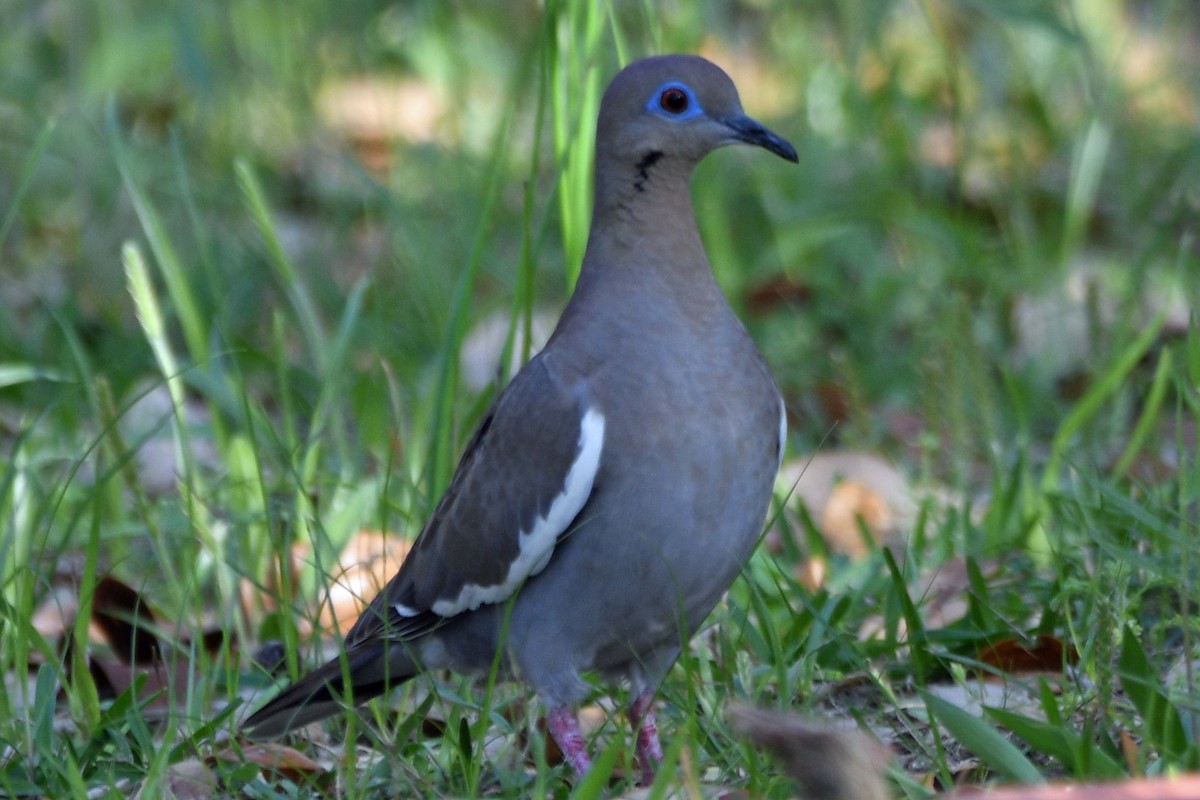 White-winged Dove - Timothy Carstens