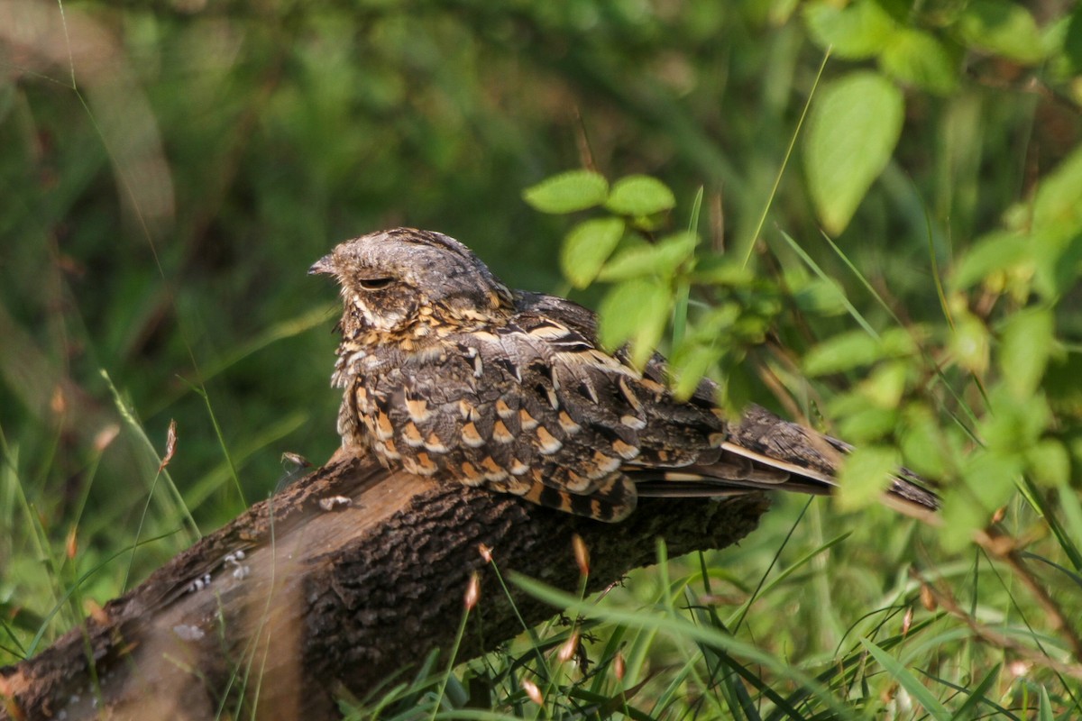 Indian Nightjar - ML445595871