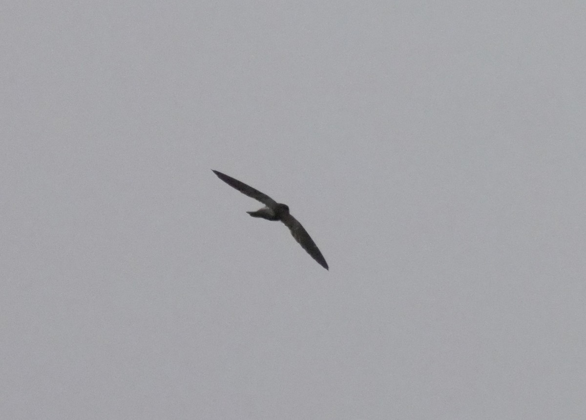 White-nest Swiftlet (Germain's) - ML445596041