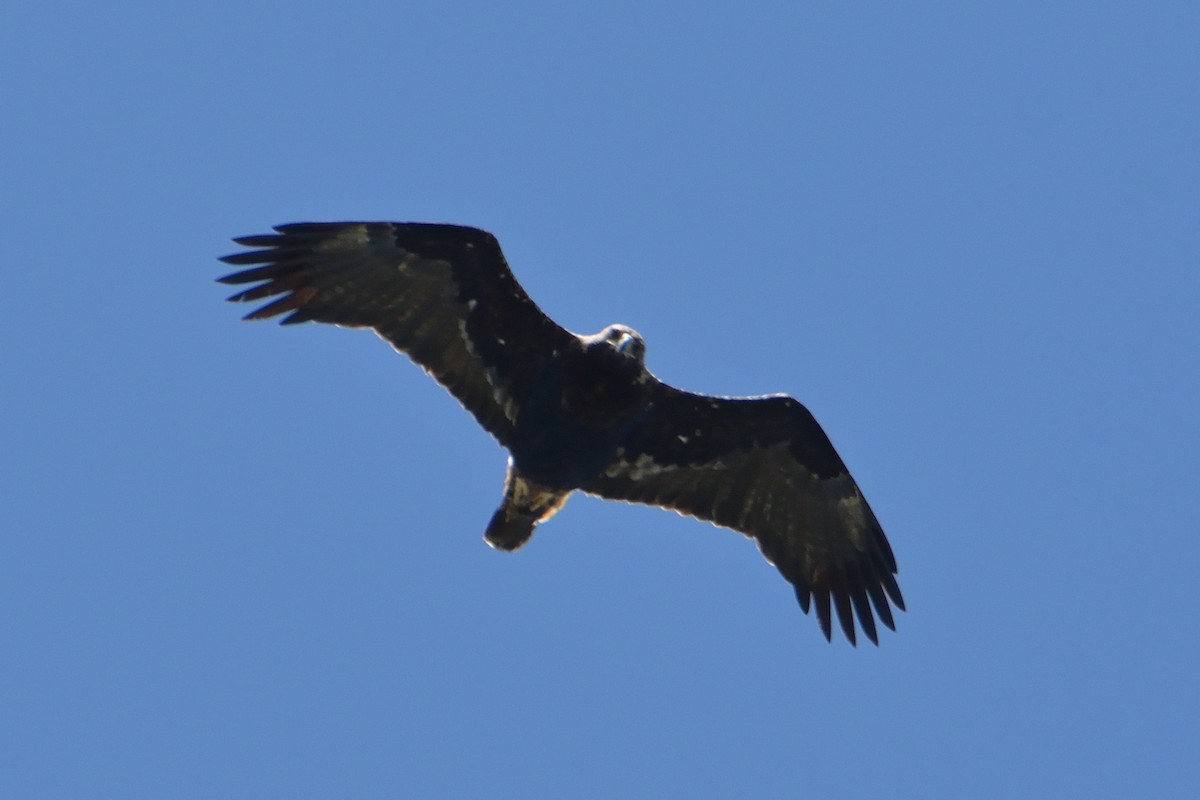 Spanish Eagle - Mu Sano