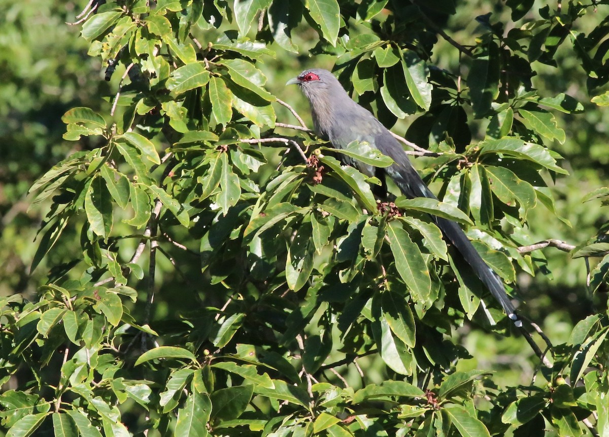 Green-billed Malkoha - ML44559801