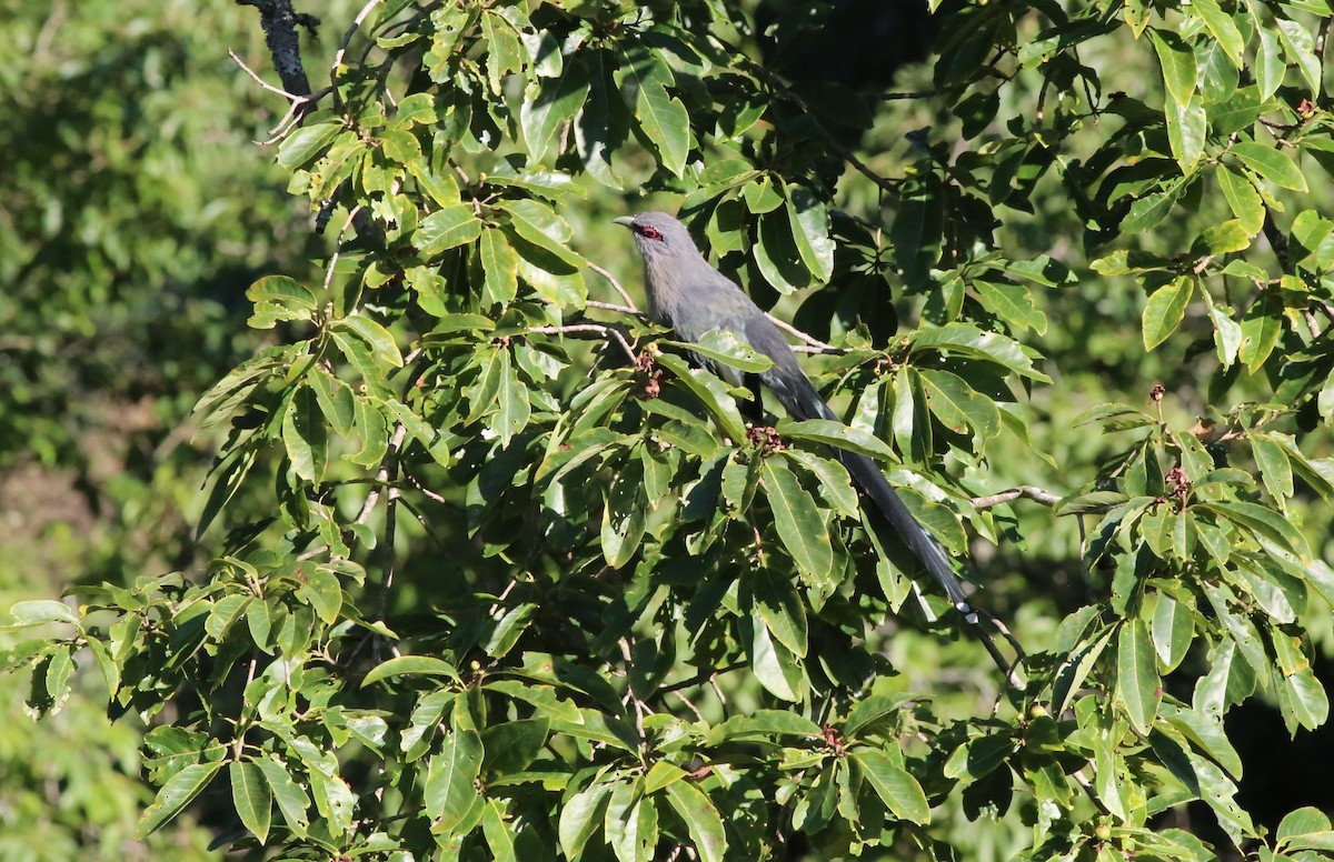 Green-billed Malkoha - ML44559811