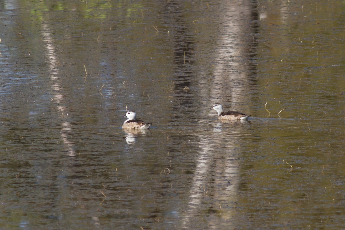 Cotton Pygmy-Goose - ML445599201