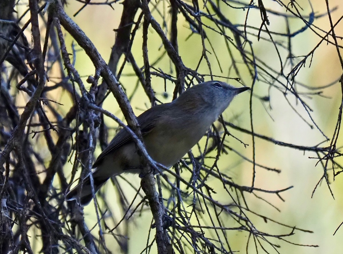 Western Gerygone - Ken Glasson