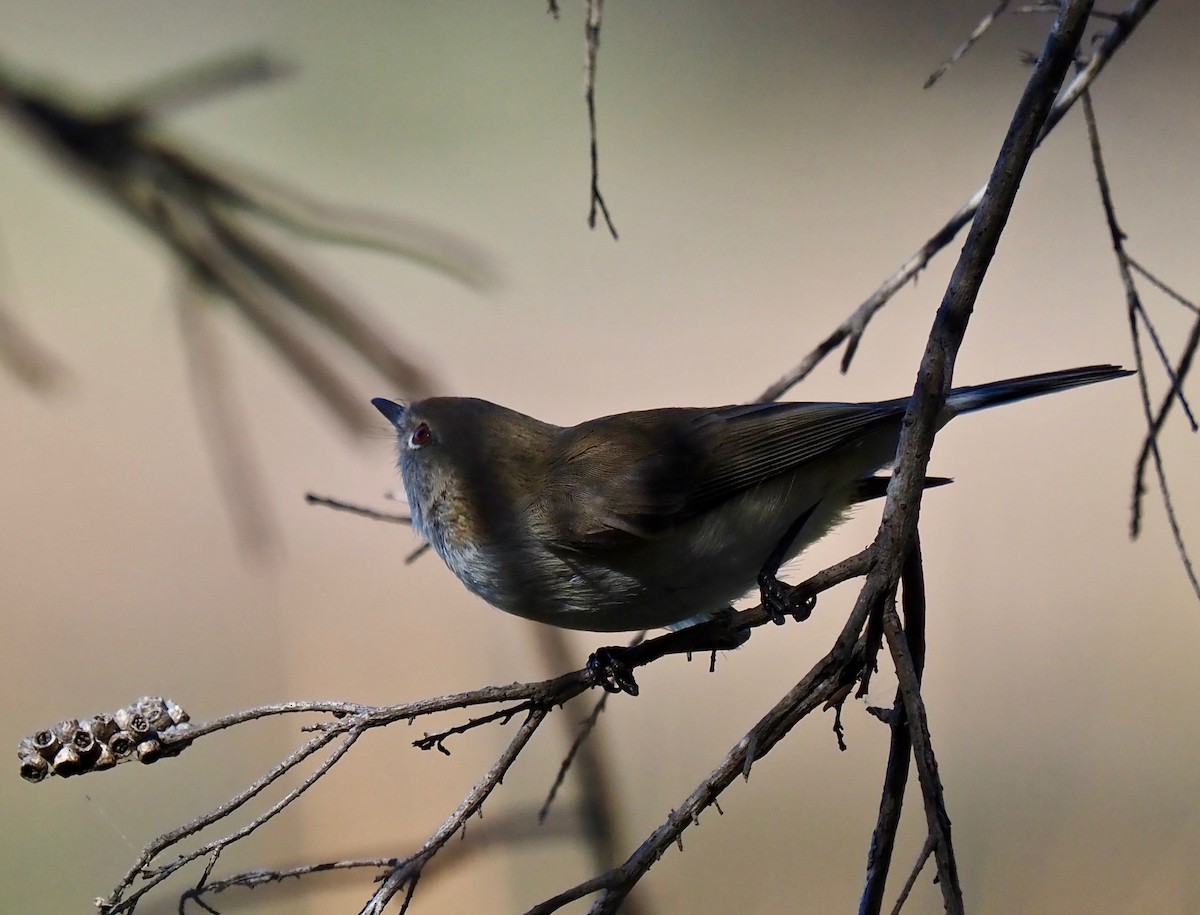 Western Gerygone - ML445599901