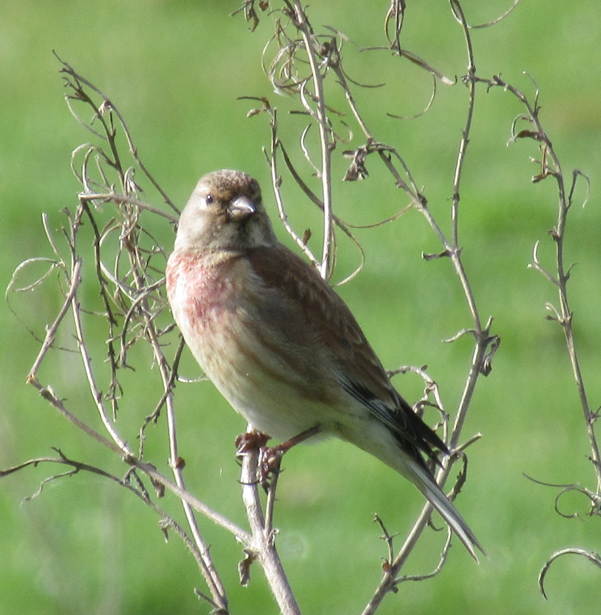 Eurasian Linnet - ML445600611