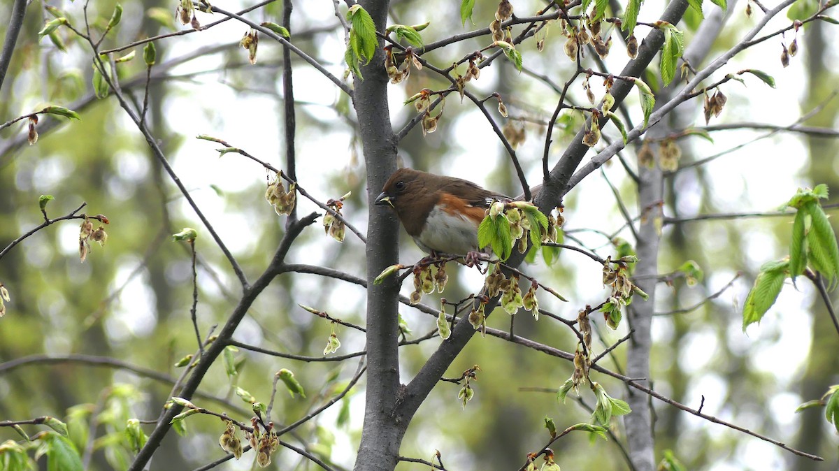 Eastern Towhee - ML445600781