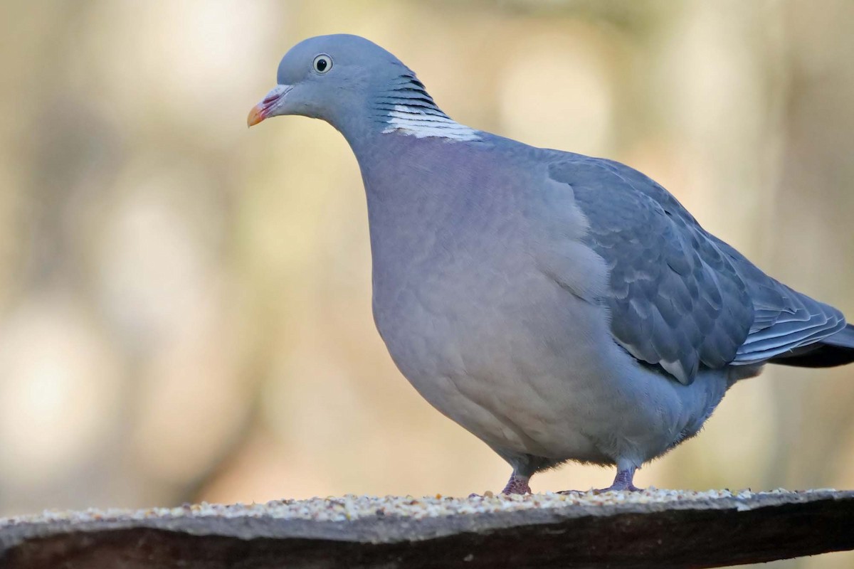 Common Wood-Pigeon (White-necked) - ML445600791