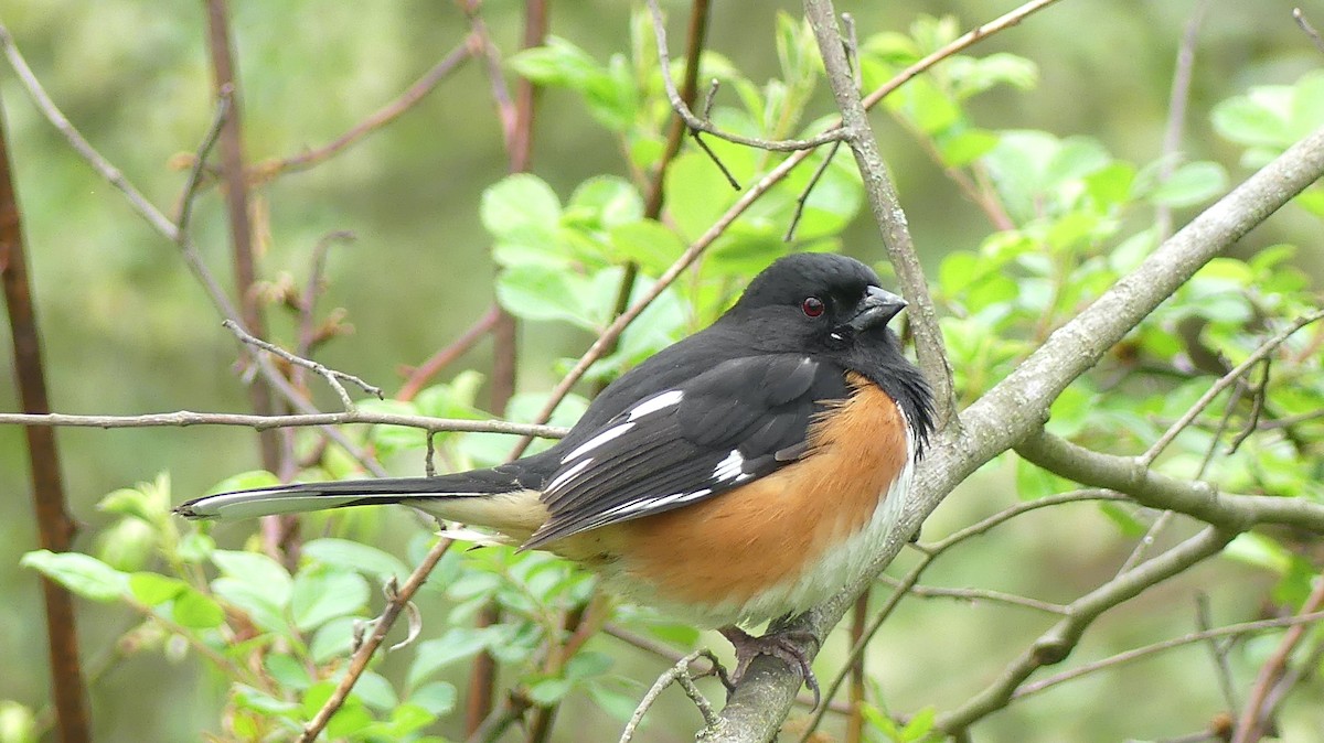 ワキアカトウヒチョウ - ML445600831