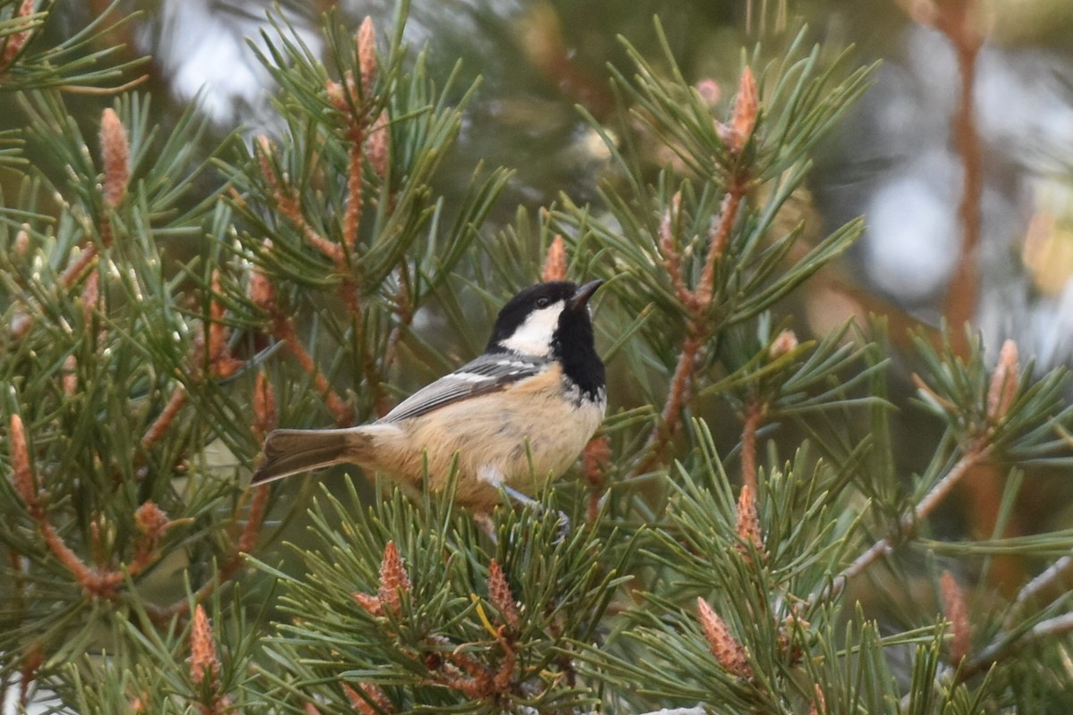 Coal Tit - ML445600931