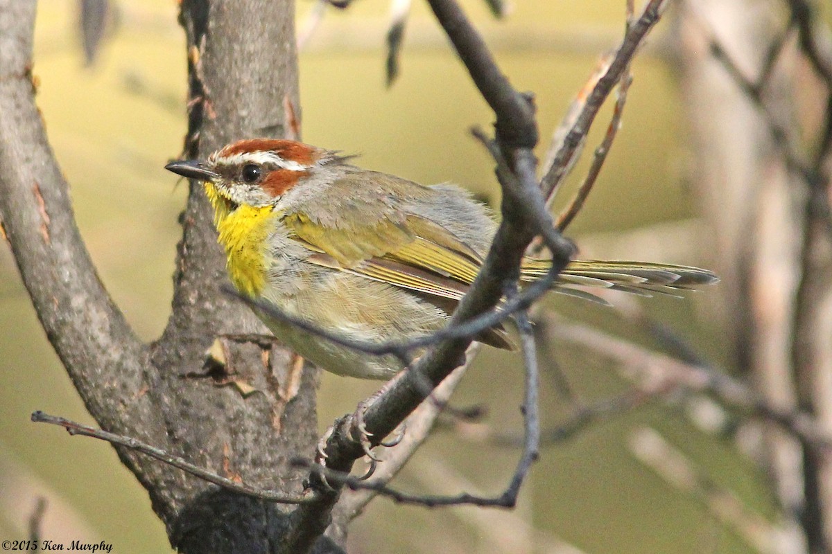 Rufous-capped Warbler - Ken Murphy