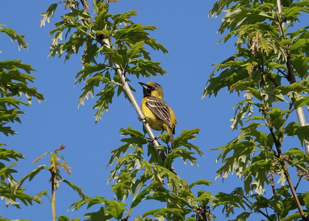 Orchard Oriole - Mark Goodwin