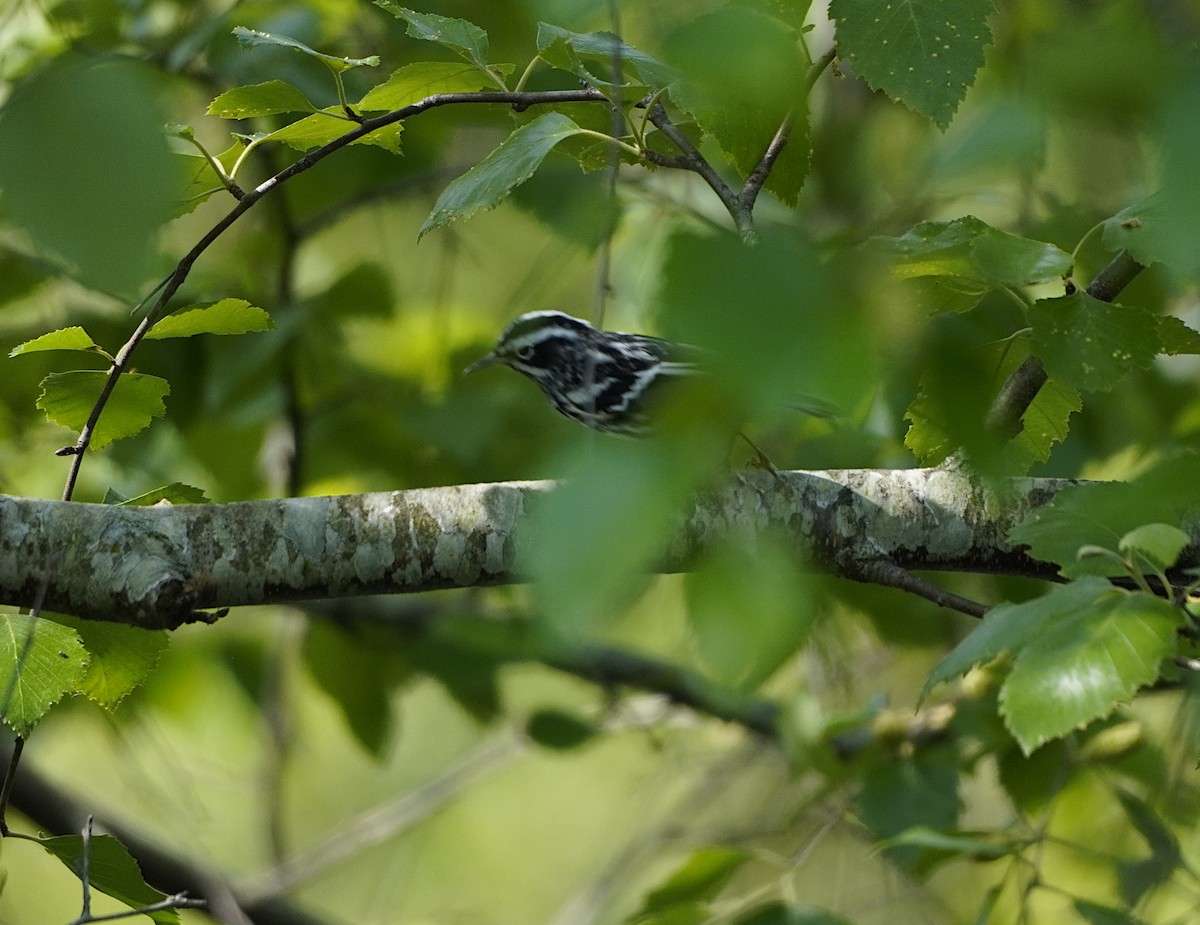 Пісняр строкатий - ML445605151