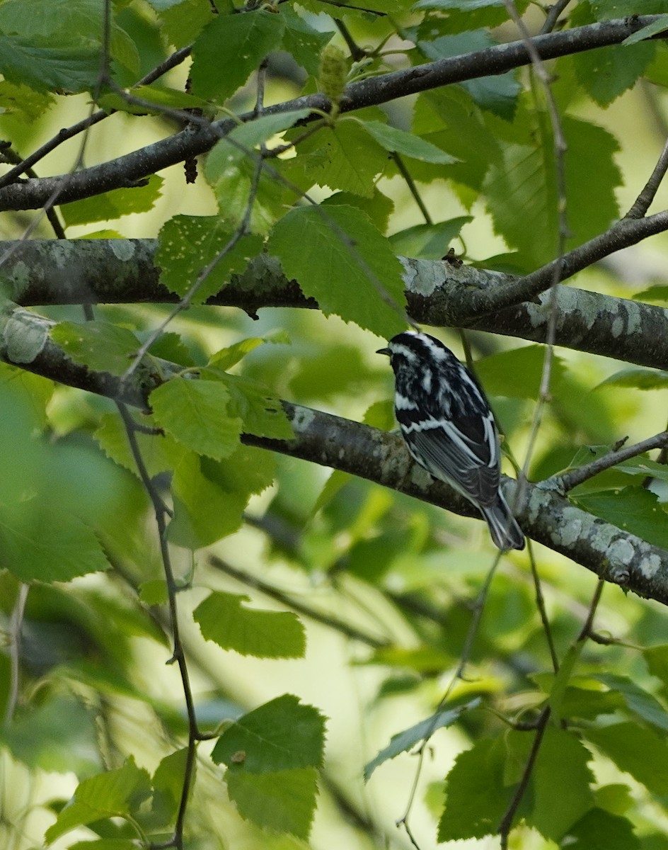 Пісняр строкатий - ML445605161