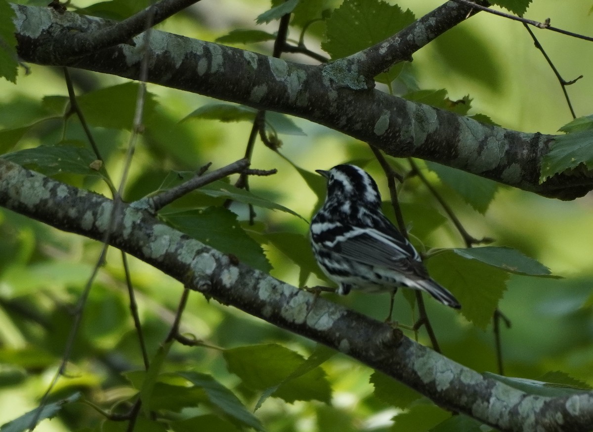 Пісняр строкатий - ML445605171