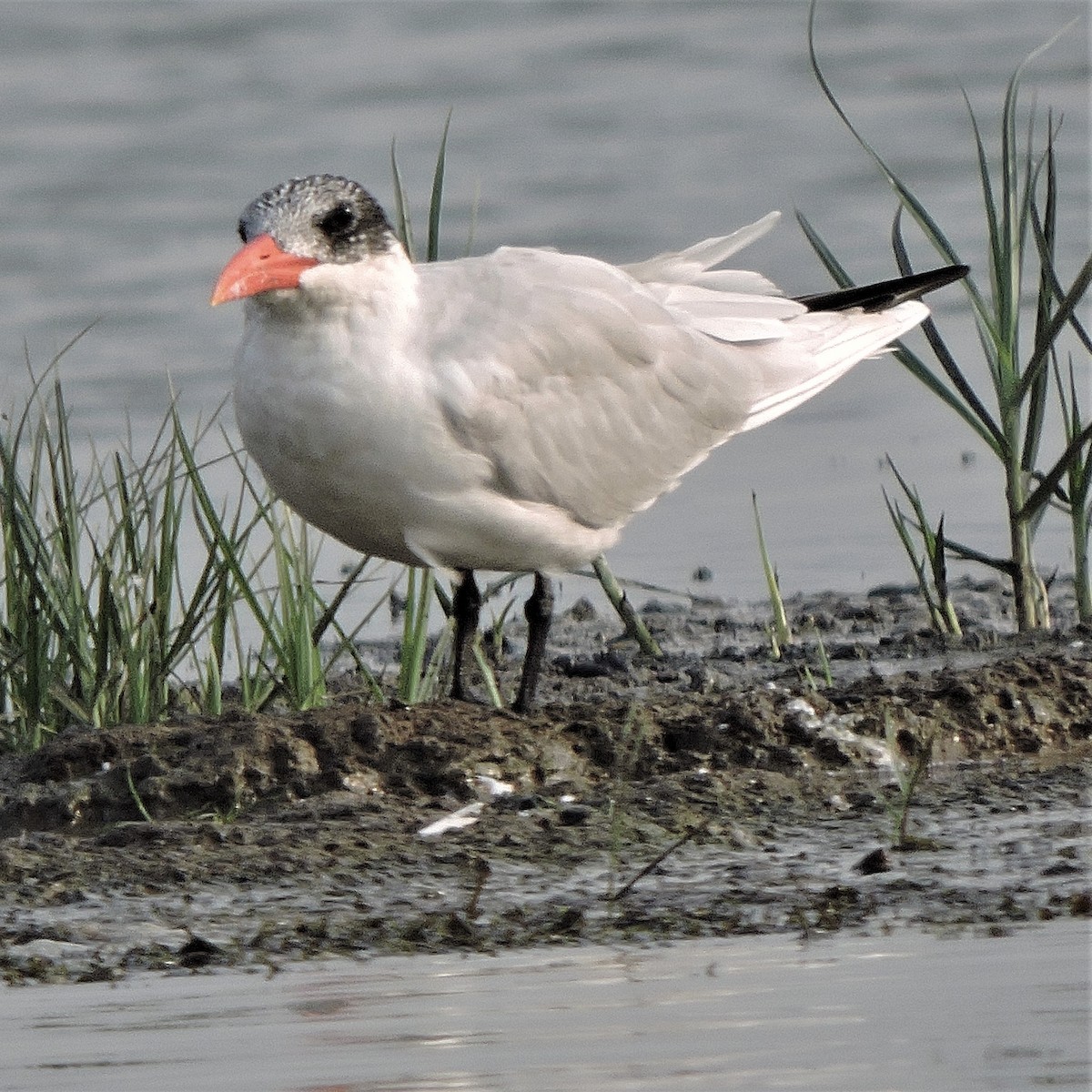 Caspian Tern - SHIRISH GAJARALWAR