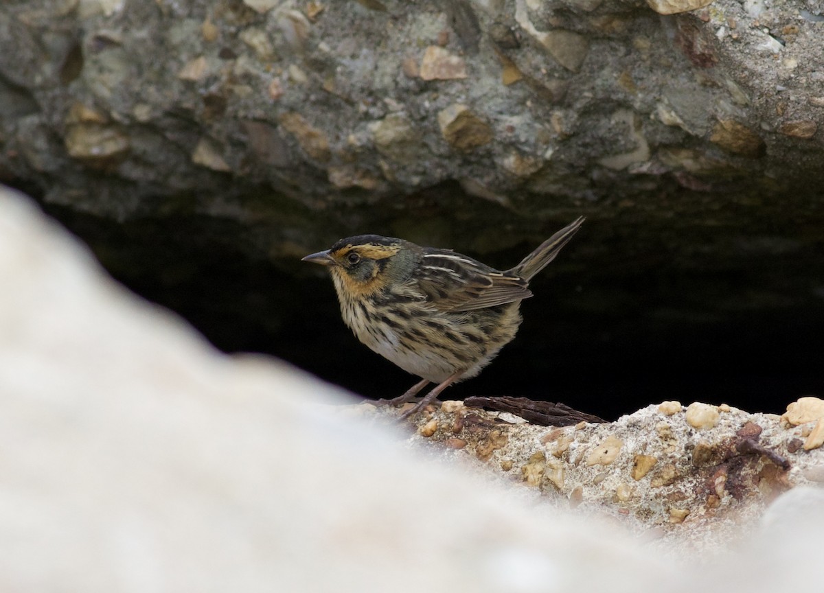 Saltmarsh Sparrow - ML445606791