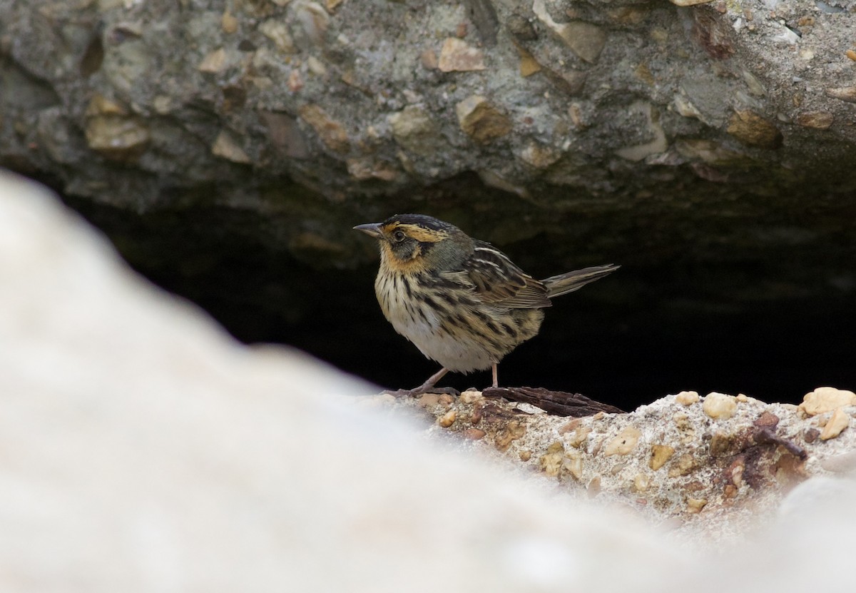 Saltmarsh Sparrow - ML445606801