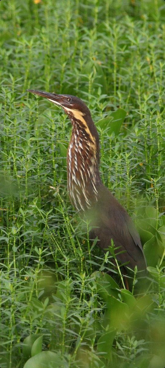 Black Bittern - ML445607411