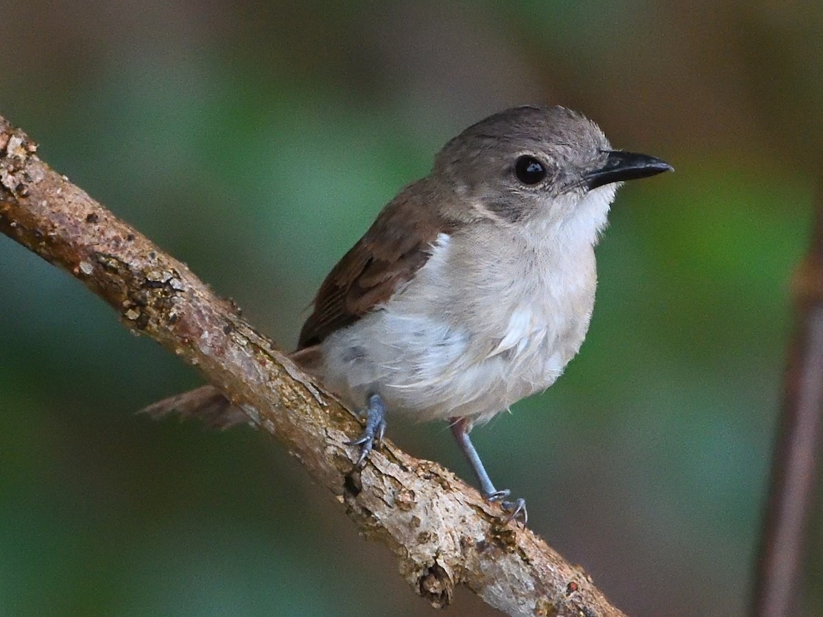 Mangrove Whistler - Anonymous