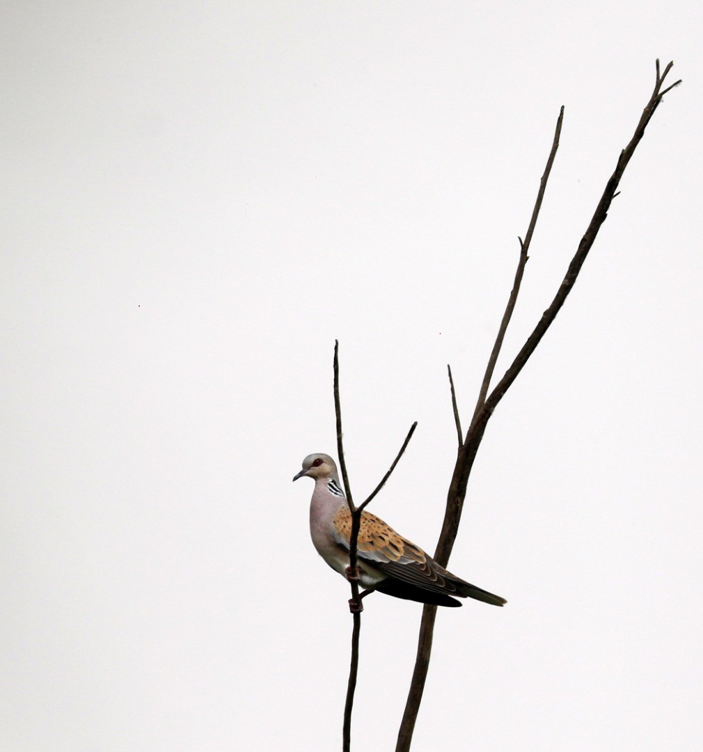 European Turtle-Dove - ML445610091