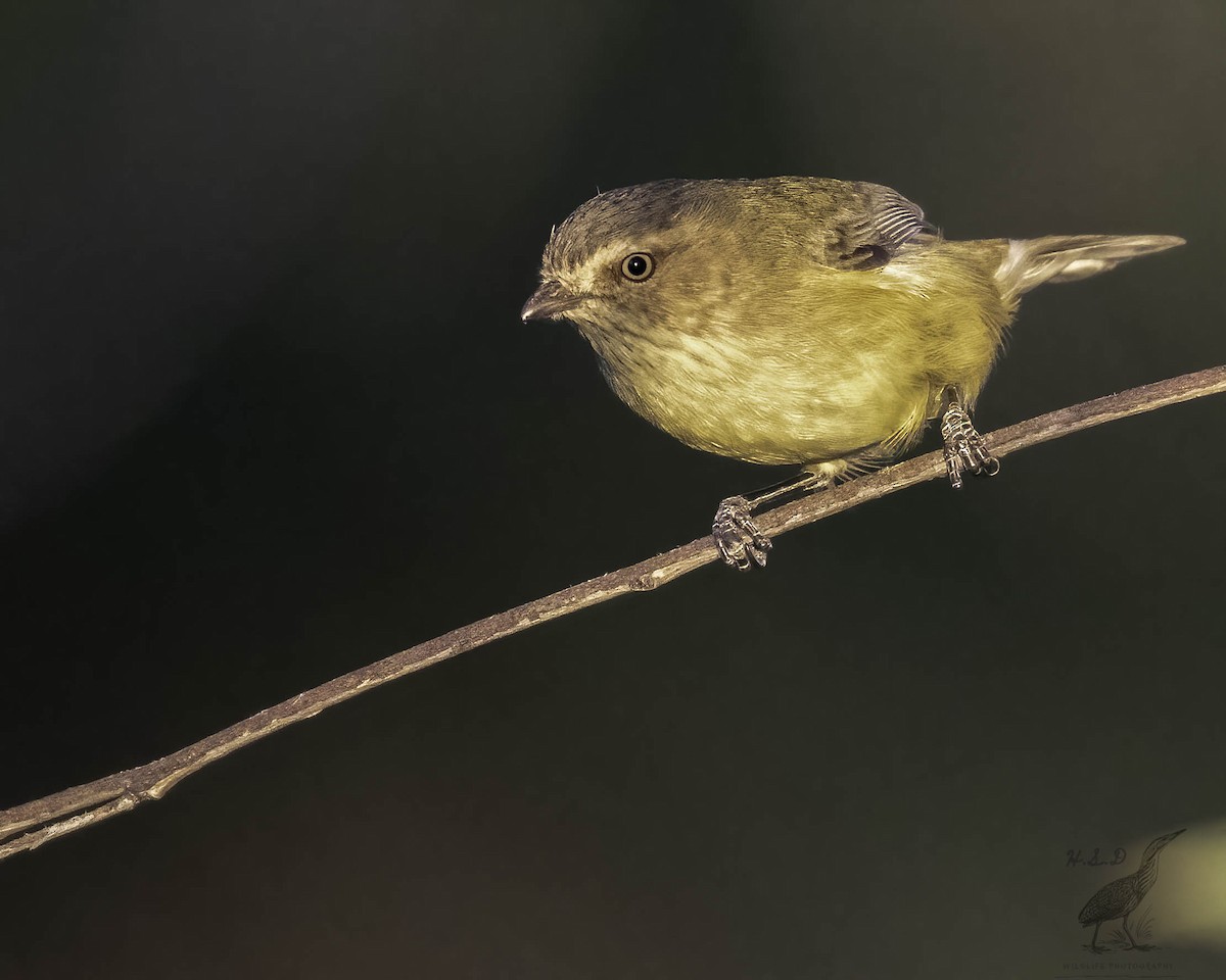 Weebill - ML445610681