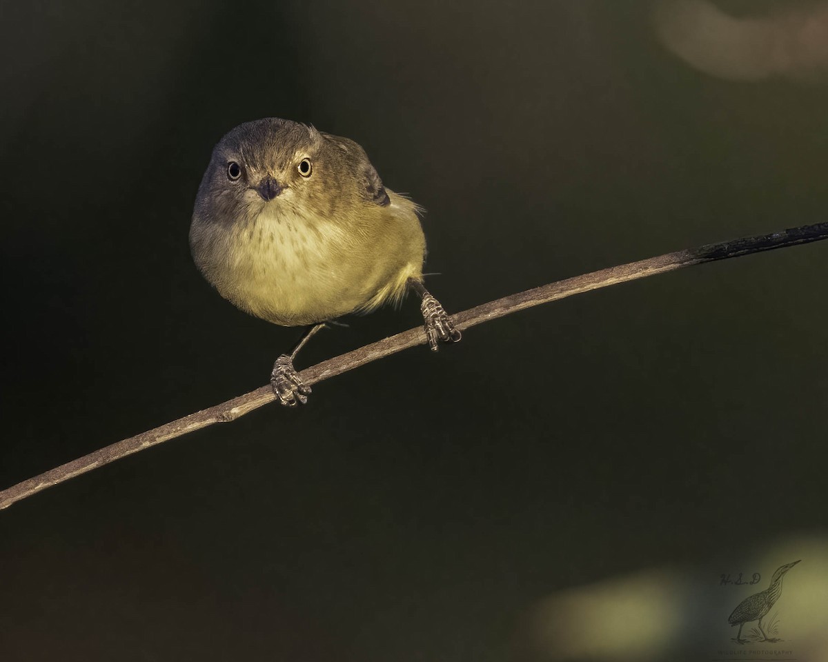 Weebill - ML445610691