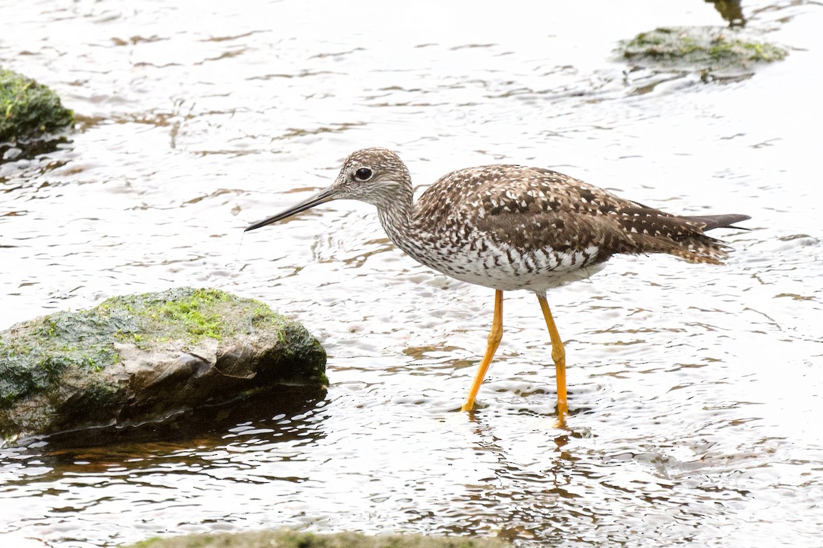 Greater Yellowlegs - Gil Yang