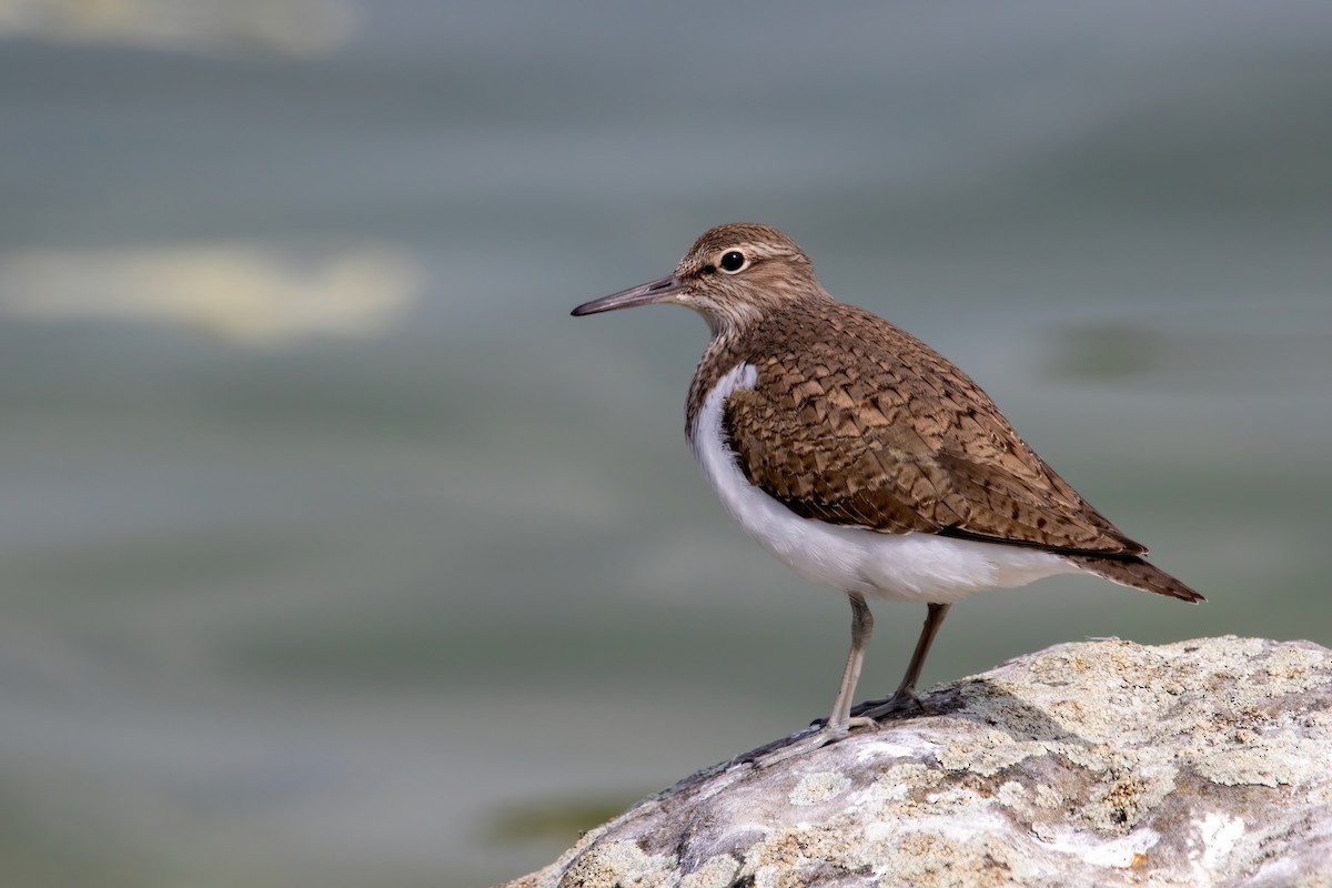Common Sandpiper - Alexis Lours