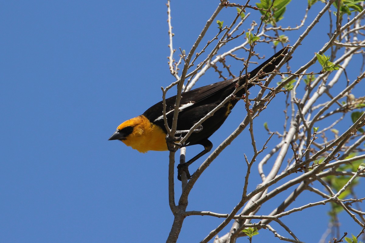 Yellow-headed Blackbird - ML445613891