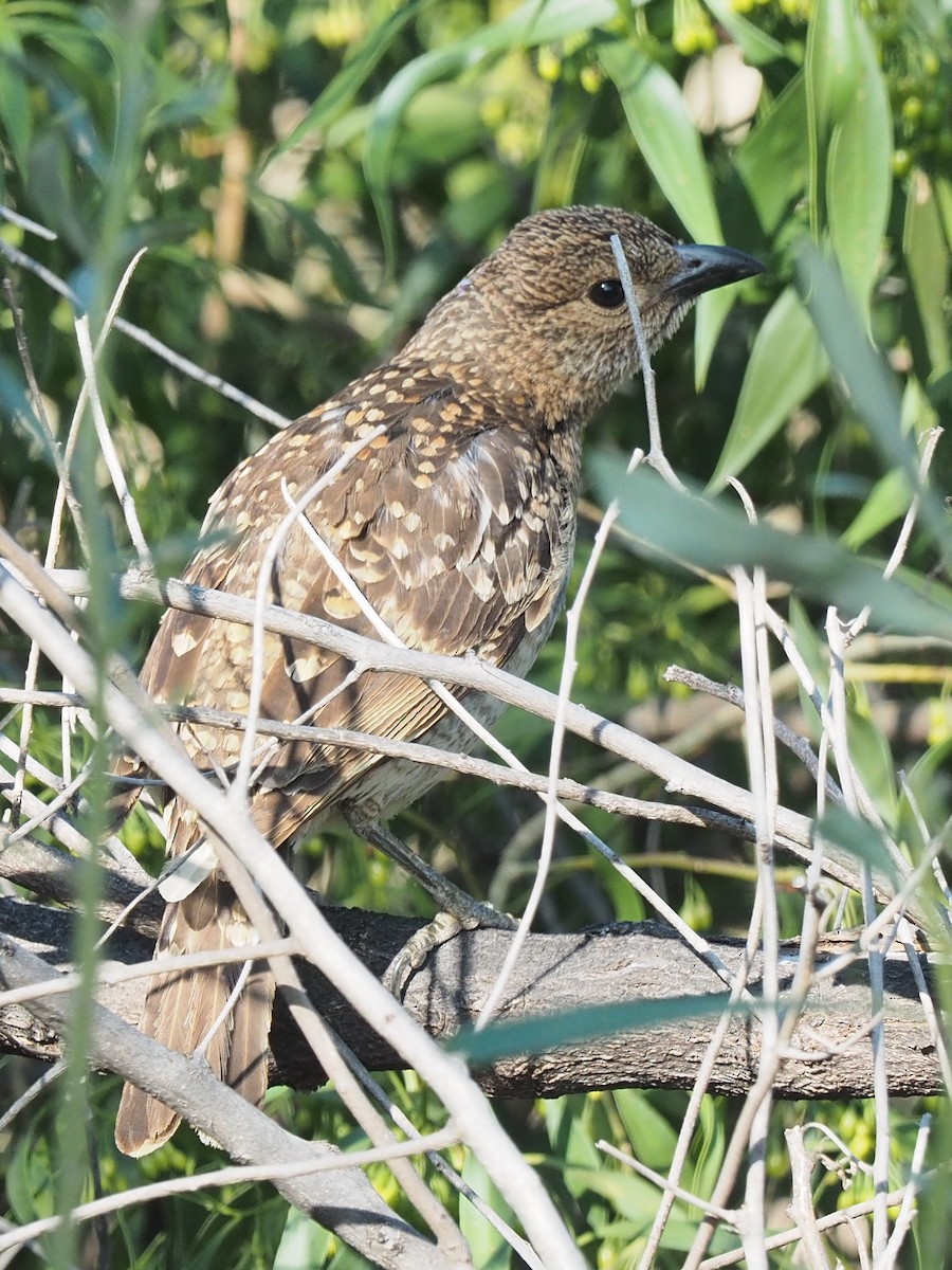 Spotted Bowerbird - Len and Chris Ezzy