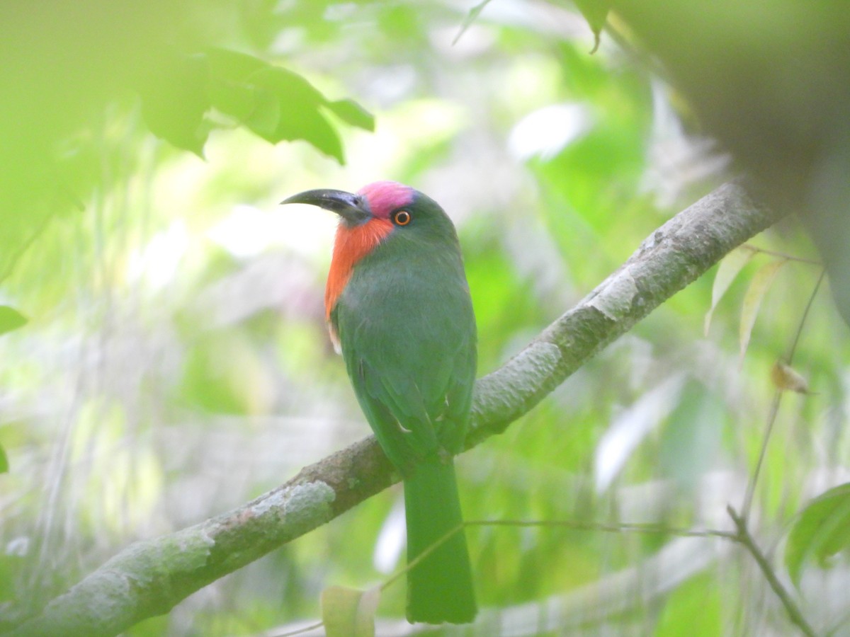 Red-bearded Bee-eater - ML445618371