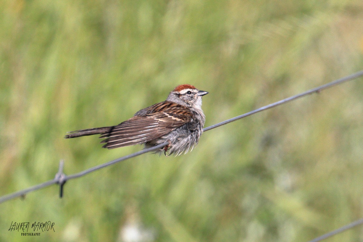 Chipping Sparrow - ML445618531