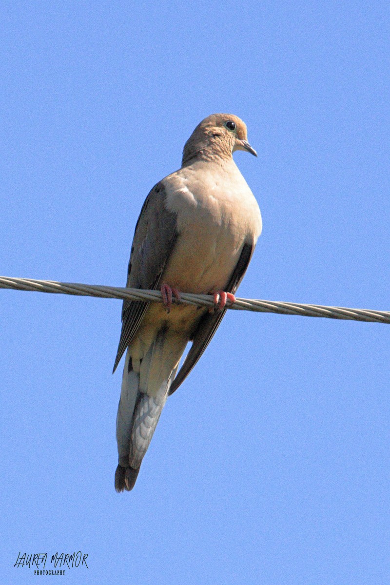 Mourning Dove - ML445619041