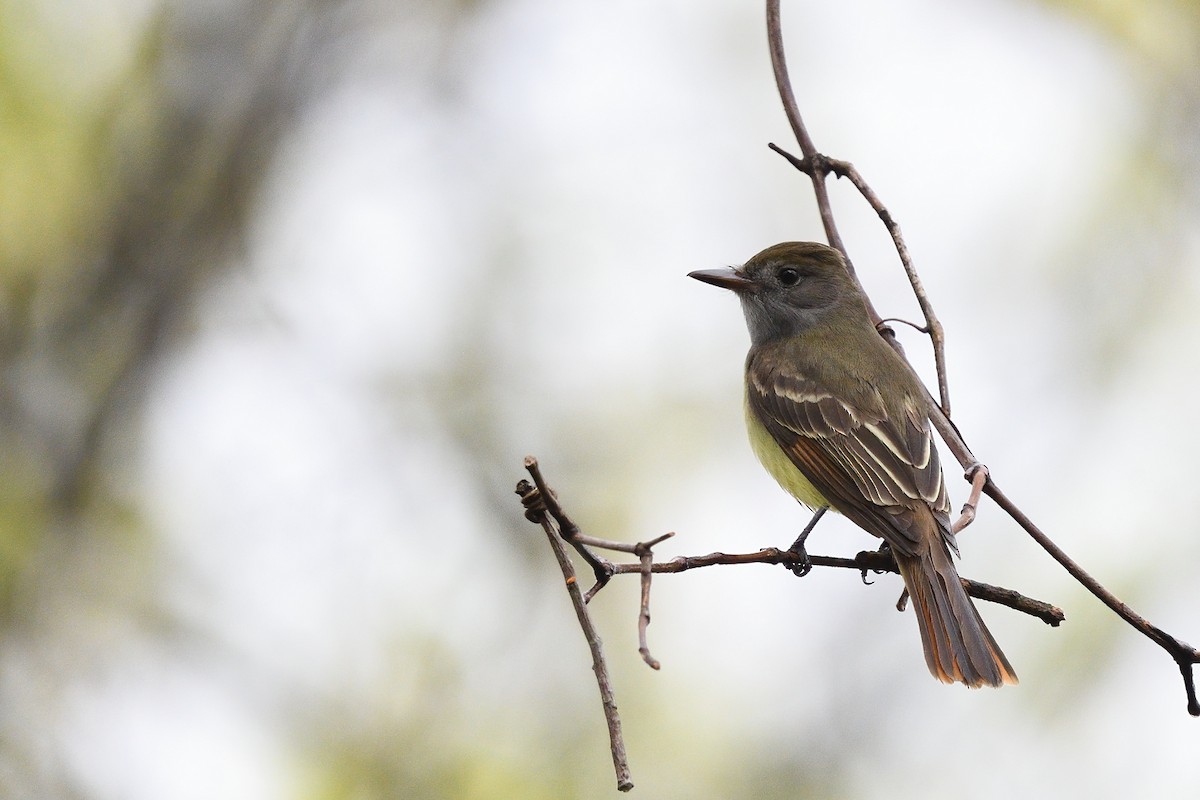 Great Crested Flycatcher - ML445619441