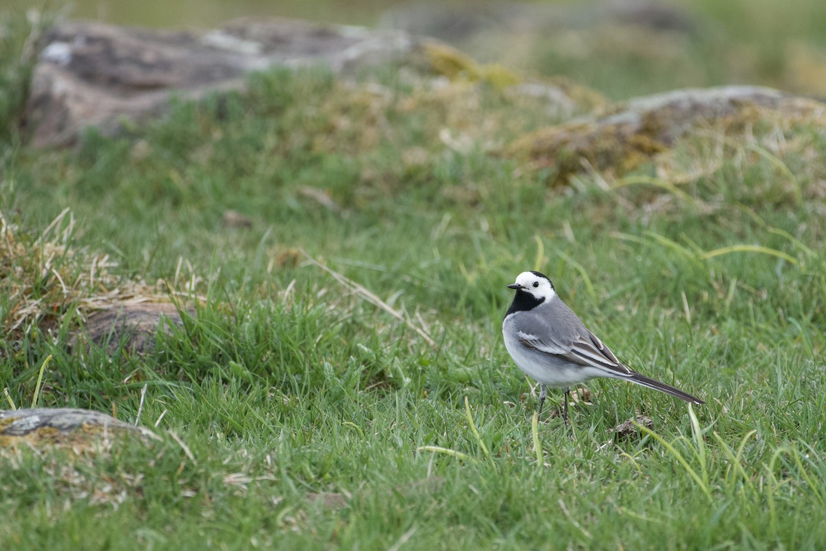 White Wagtail - ML445621531