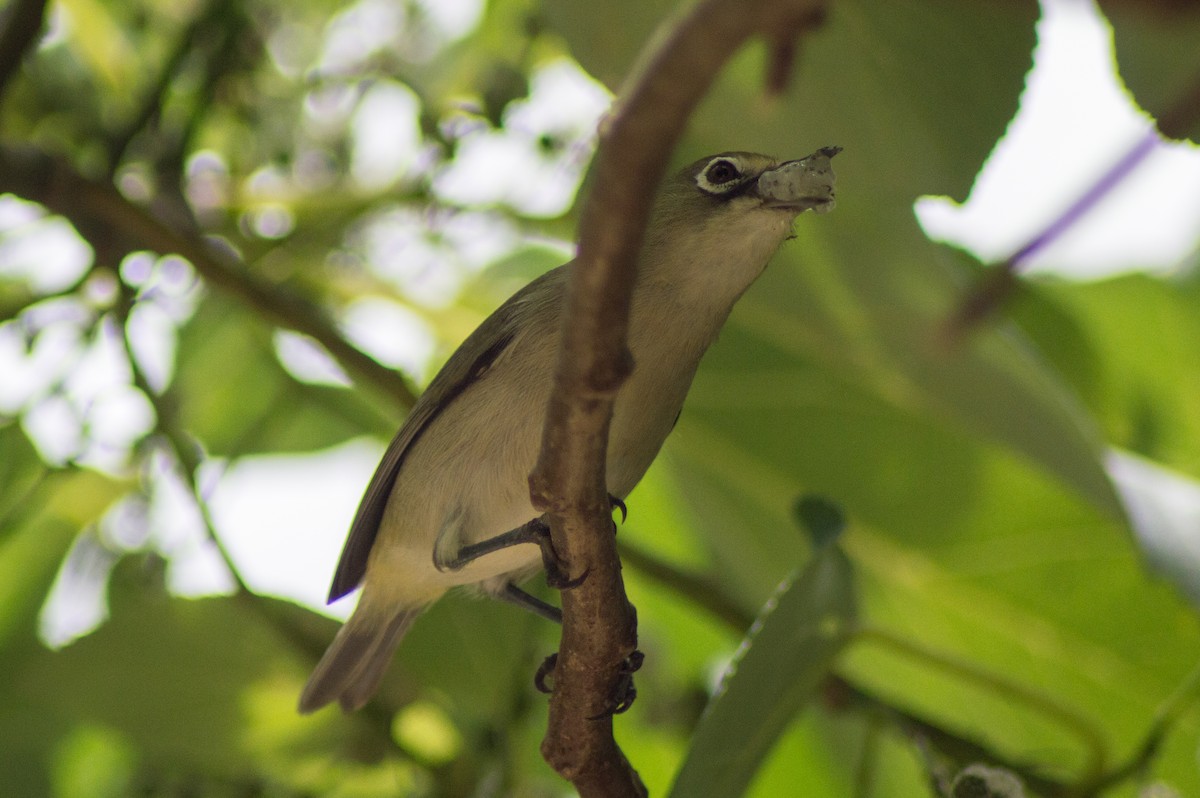 Bridled White-eye - Trenton Voytko