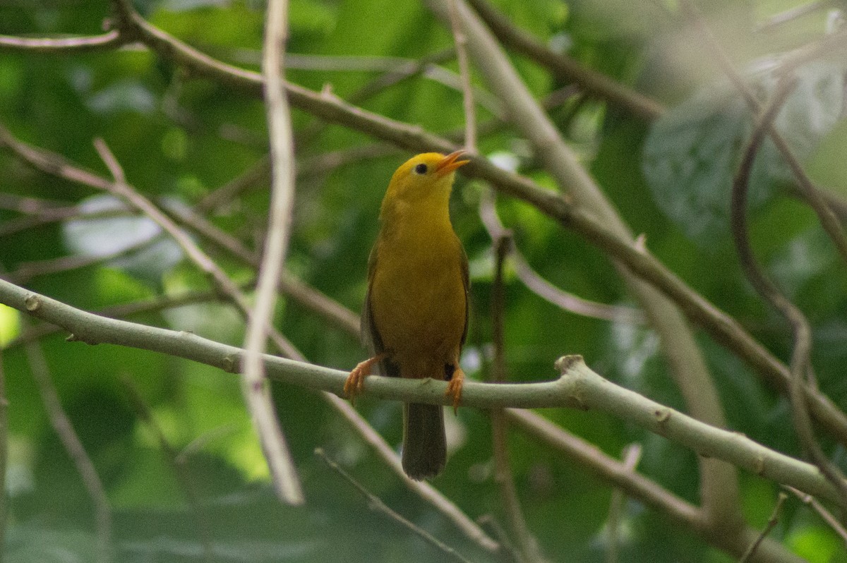 Golden White-eye - ML445622481