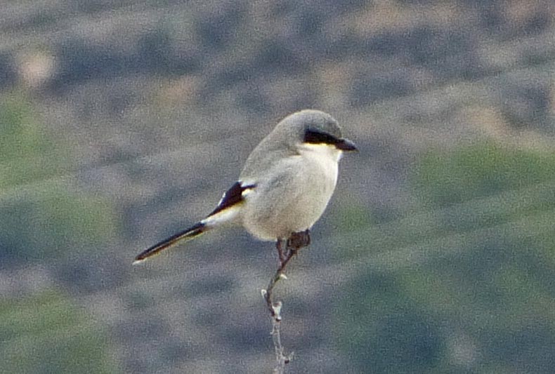 Loggerhead Shrike - ML44562271