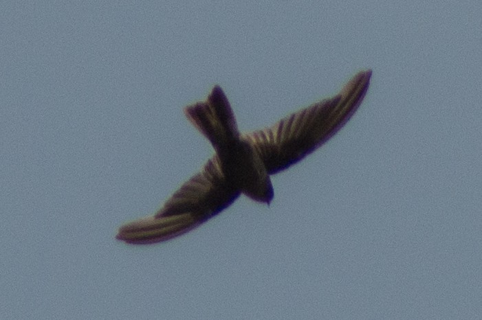 Mariana Swiftlet - ML445622811