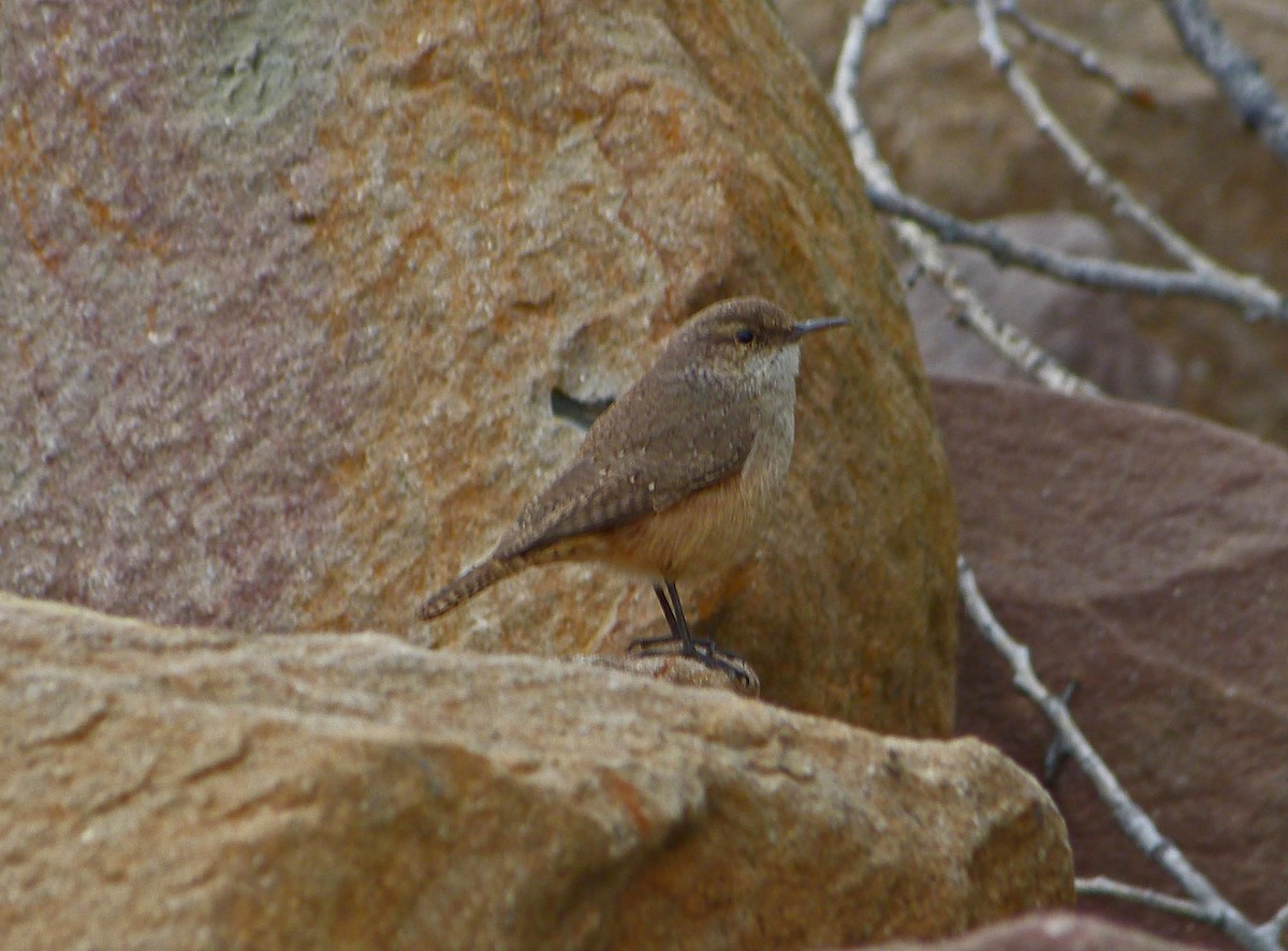 Rock Wren - ML44562351