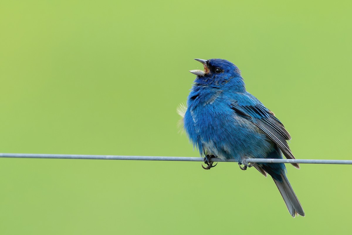 Indigo Bunting - ML445625611