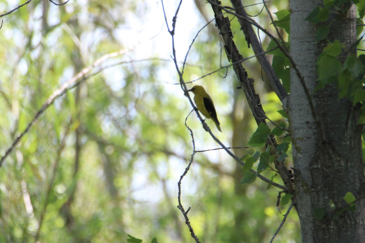 Eurasian Golden Oriole - ML445627201