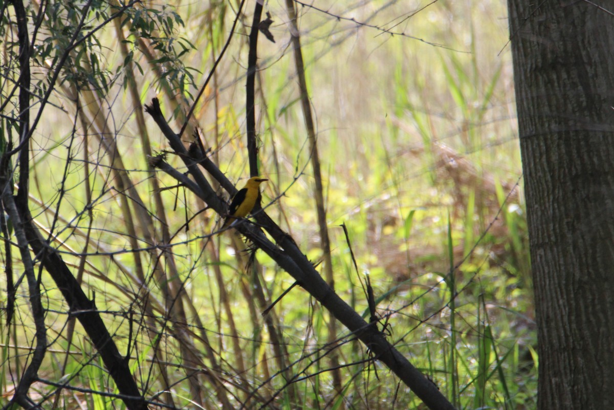 Eurasian Golden Oriole - ML445627211