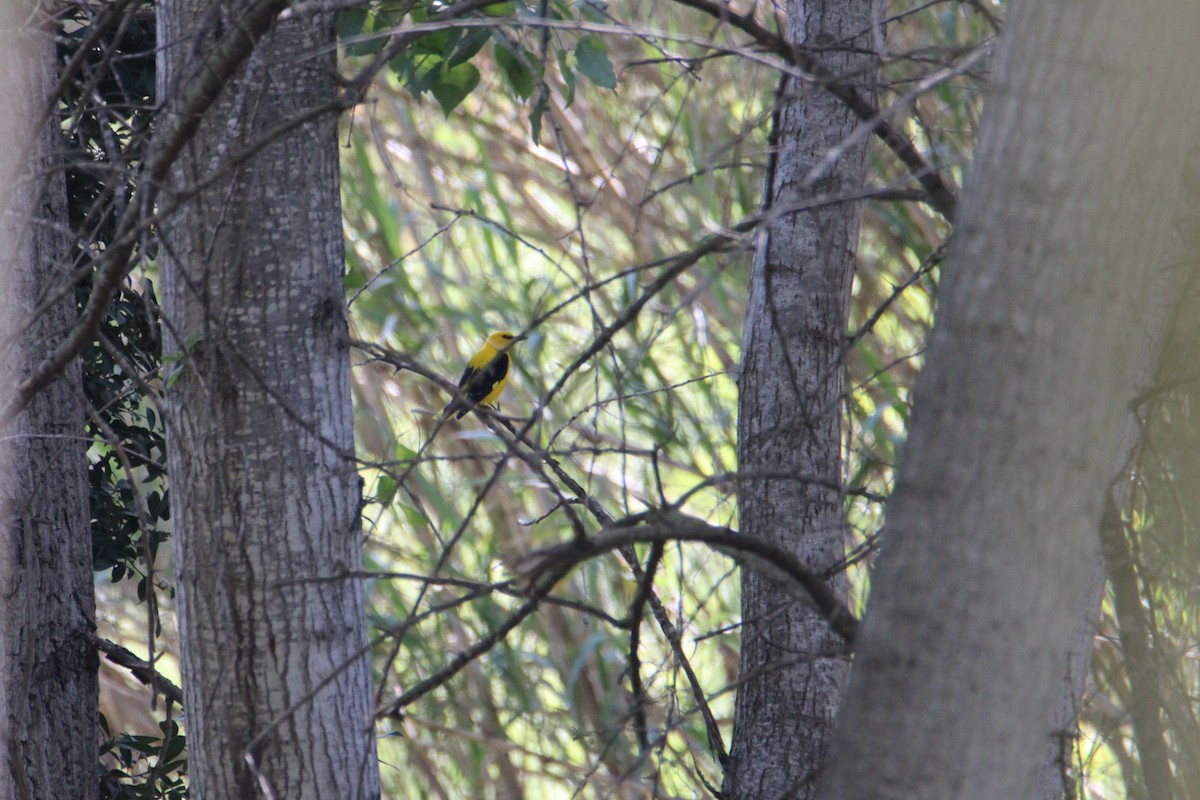 Eurasian Golden Oriole - Alejandro Sanz