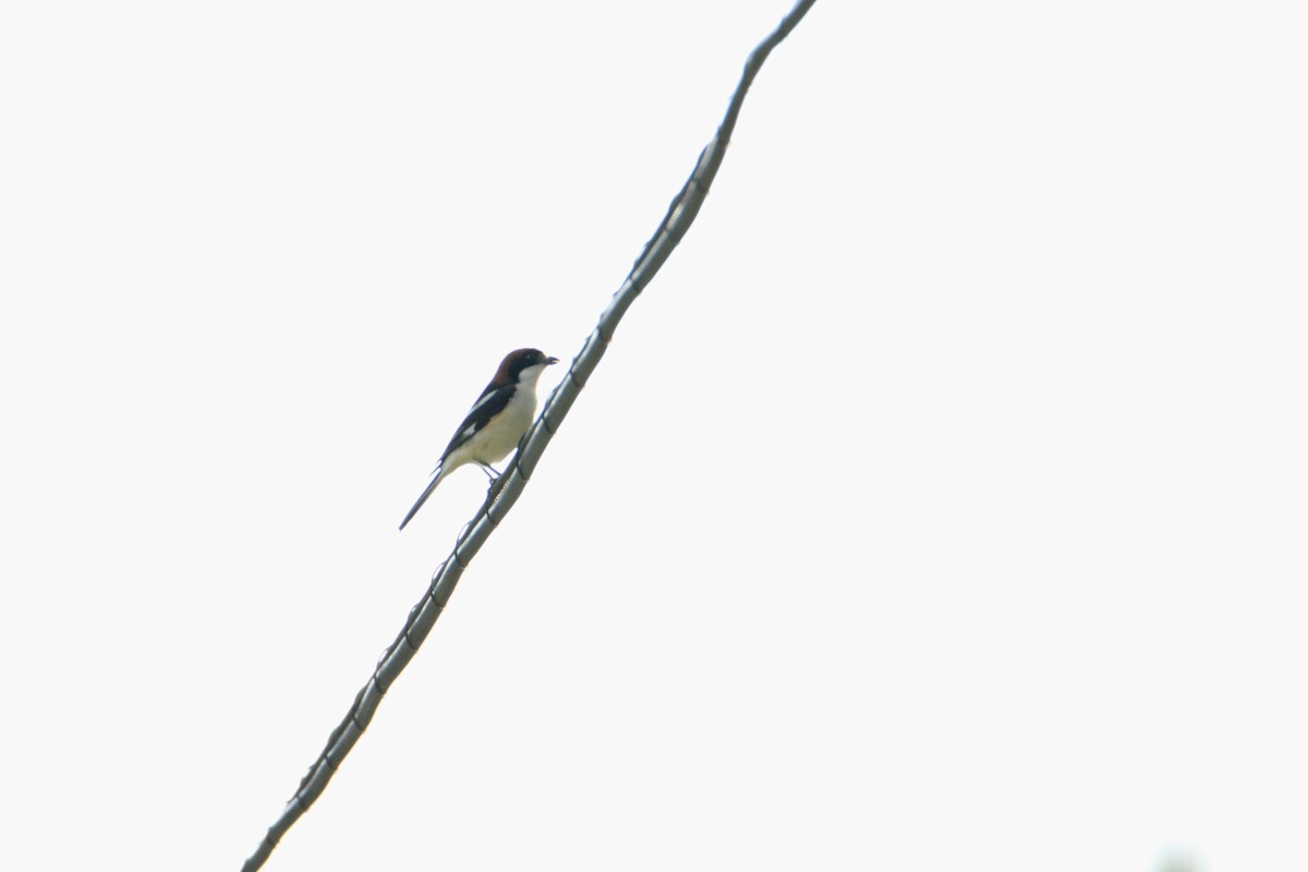 Woodchat Shrike - ML445627281