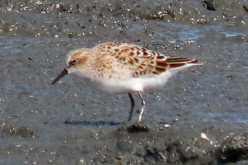 Little Stint - ML445629781