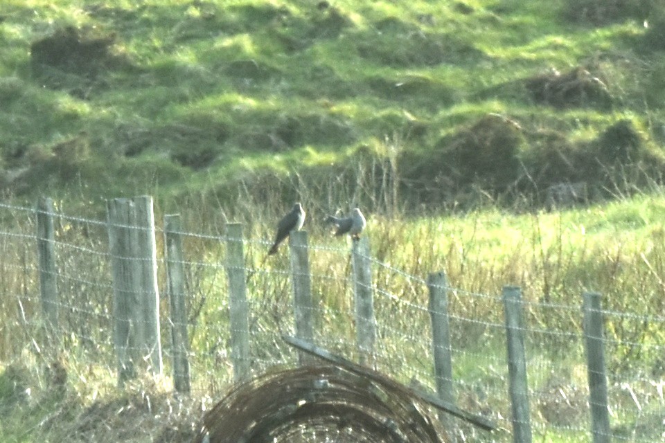 Common Cuckoo - ML445629791