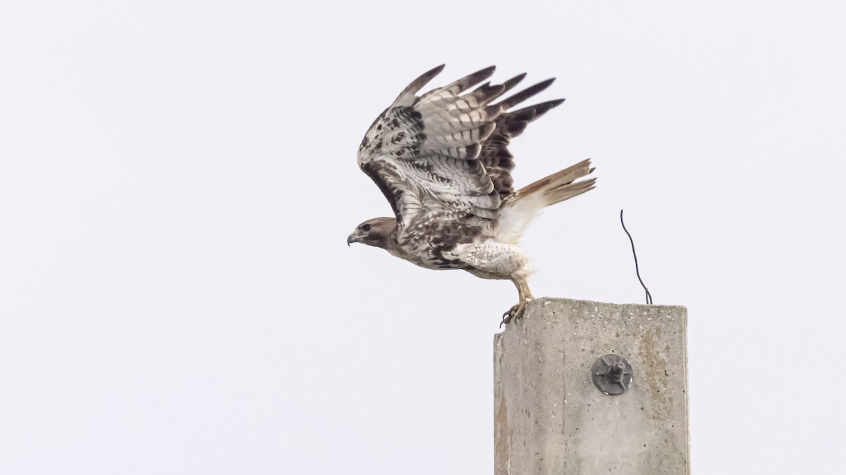 Red-tailed Hawk - ML445629811