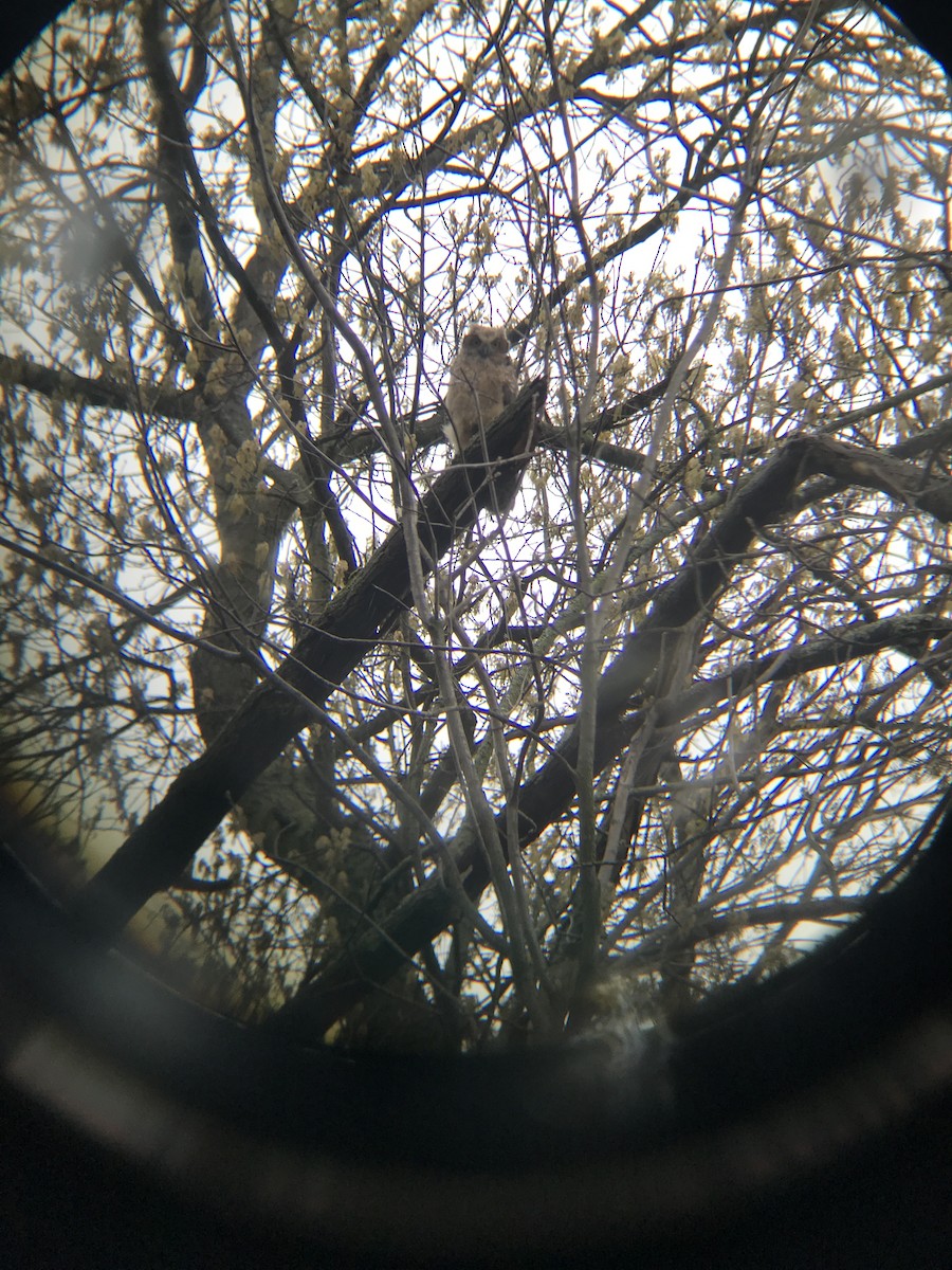 Great Horned Owl - ML445629881